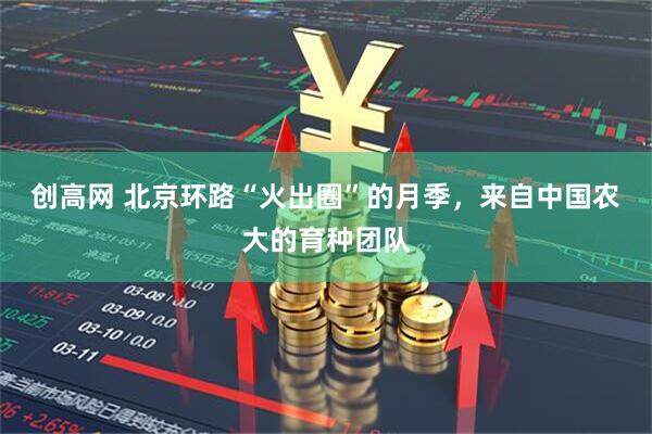 创高网 北京环路“火出圈”的月季，来自中国农大的育种团队
